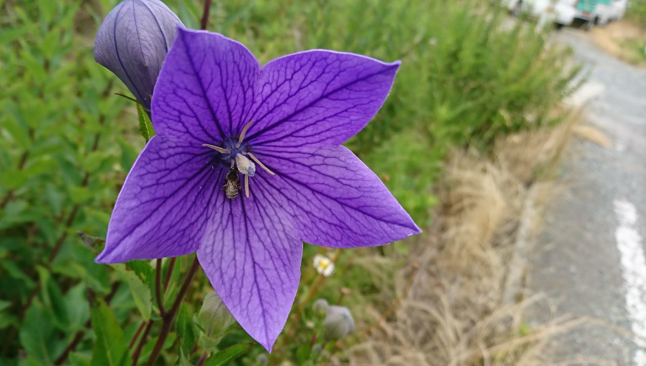 flower, petal, fragility, purple, flower head, nature, beauty in nature, growth, day, outdoors, freshness, plant, focus on foreground, high angle view, close-up, no people, blooming, petunia