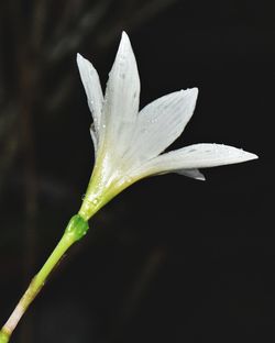 Close-up of wet flower on plant against black background