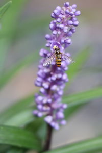 Close-up of bee pollinating on flower