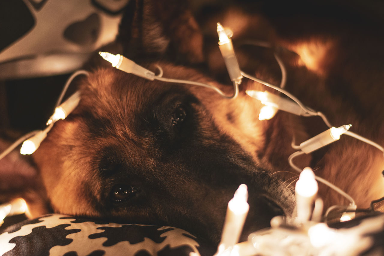 CLOSE-UP OF DOG WITH FIRE