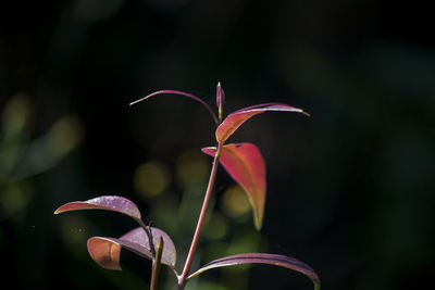 Close-up of frangipani blooming outdoors