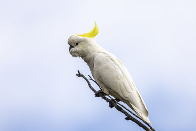 Low angle view of bird against clear sky