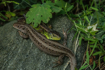 High angle view of lizard on land