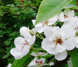 Close-up of white flowers blooming on tree