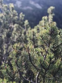 Close-up of pine tree