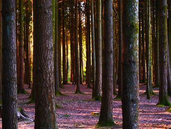 Trees in forest during autumn