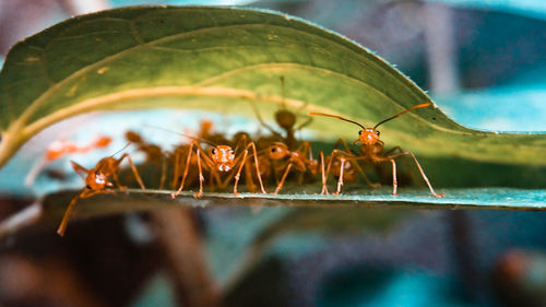 Close-up of insect on leaf