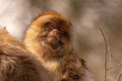 Close-up of monkey