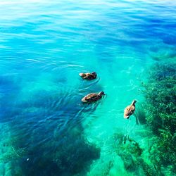 High angle view of ducks swimming in blue lake