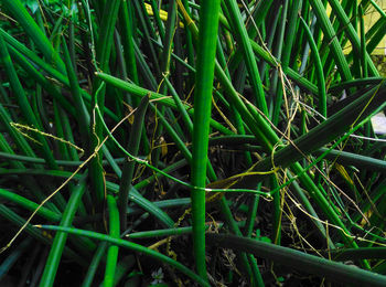 High angle view of bamboo plants on field