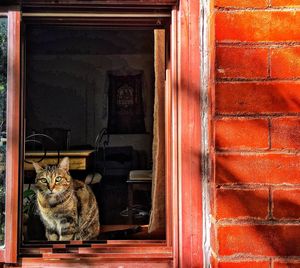 Portrait of cat sitting by door