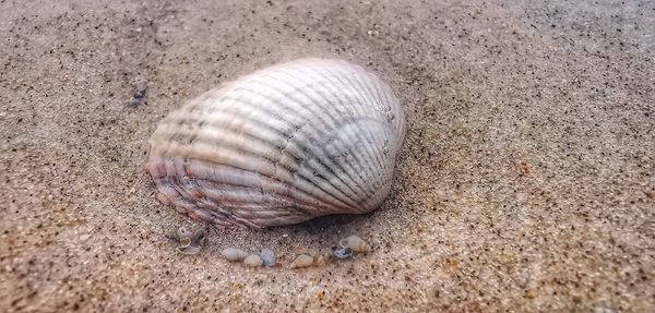 High angle view of shell on beach