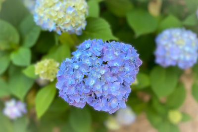 Close-up of purple hydrangea flowers