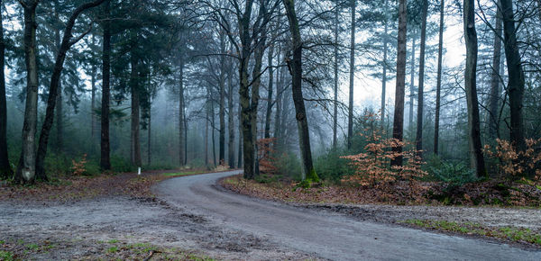Road amidst trees in forest