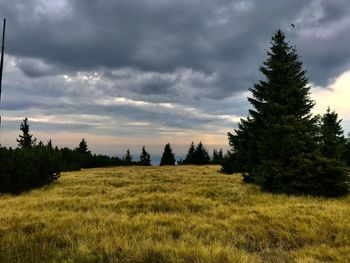 Trees on field against sky