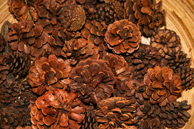 Full frame shot of dried flowers