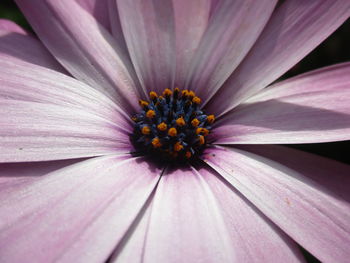 Close-up of purple flower blooming outdoors