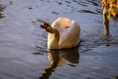 Swan swimming in lake