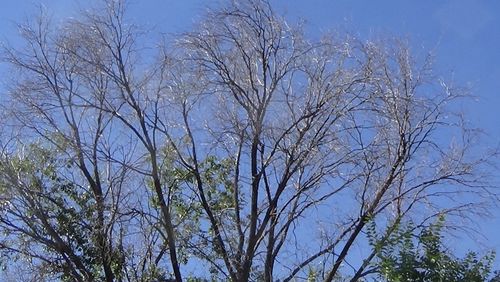 Low angle view of bare trees against blue sky