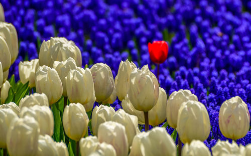 Close-up of white flowering plants