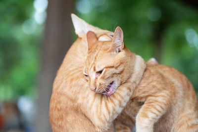 Close-up of ginger cats embracing while sitting outdoors