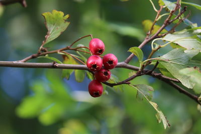 Close-up of red berries growing on tree