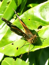 Close-up of insect on leaf