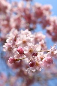 Close-up of pink flowers on tree