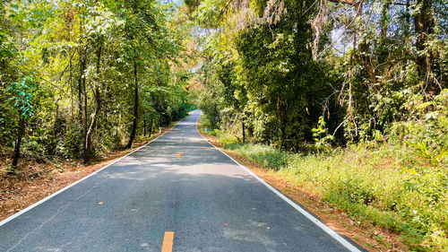 Road amidst trees in forest