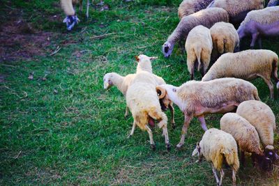 Sheep grazing in a field