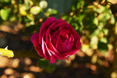 Close-up of pink rose