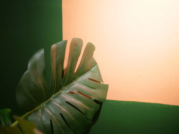 Close-up of potted plant on table against wall