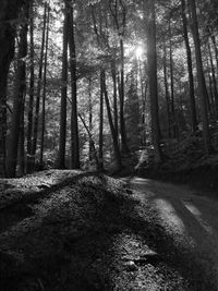 Trees in forest