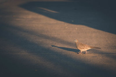 High angle view of bird perching on road