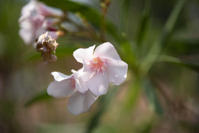 Close-up of white cherry blossom