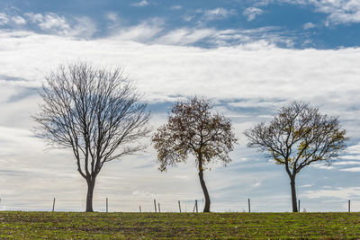 Bare trees on field against sky