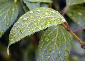 Close-up of raindrops on leaf