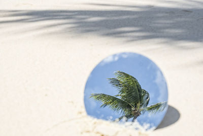 Tropical coconut palm tree reflection in round mirror in beach sand with shadows