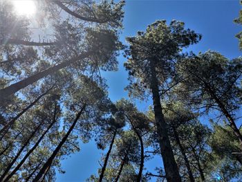 Low angle view of trees against sky