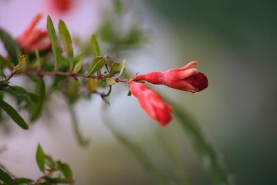 Close-up of red rose on plant