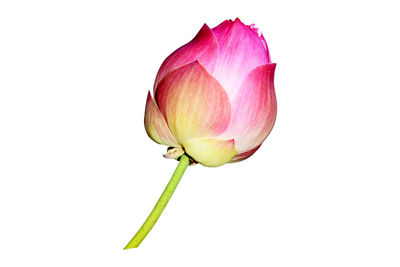 Close-up of pink rose against white background