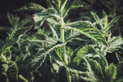 Close-up of insect on mint