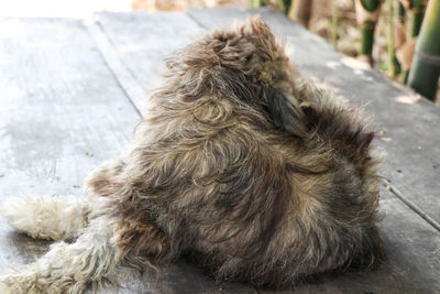 Close-up of a dog