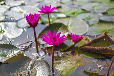 Close-up of lotus water lily in pond