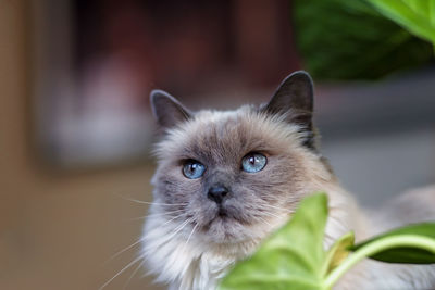 Close-up portrait of a rag doll seal point cat