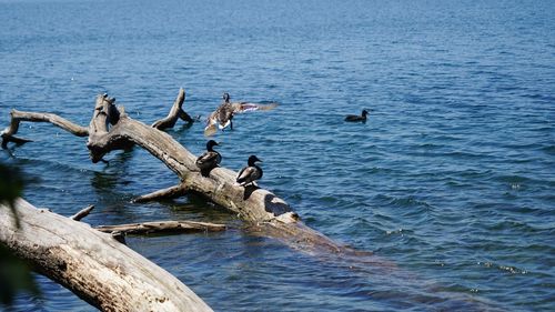 Birds perching on driftwood in lake