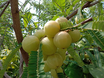 Close-up of fruits hanging on tree