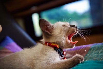 Close-up of cat yawning