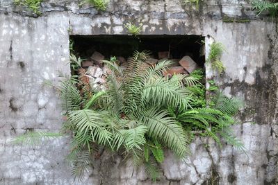 Plant growing on wall