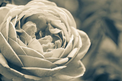 Close-up of white rose